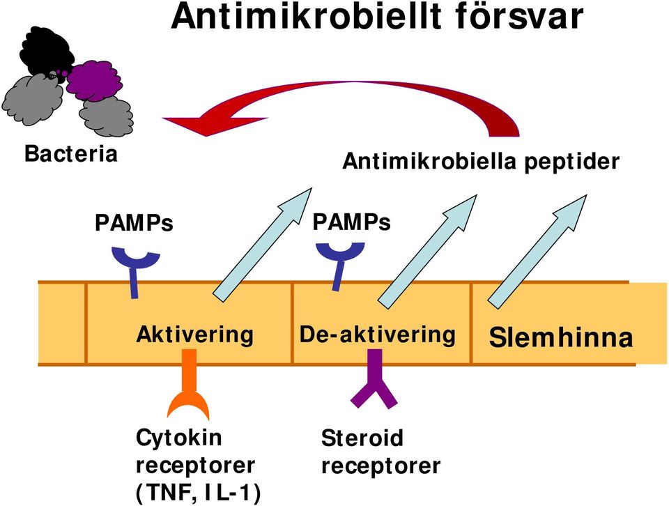 Aktivering De-aktivering Slemhinna Cytokin