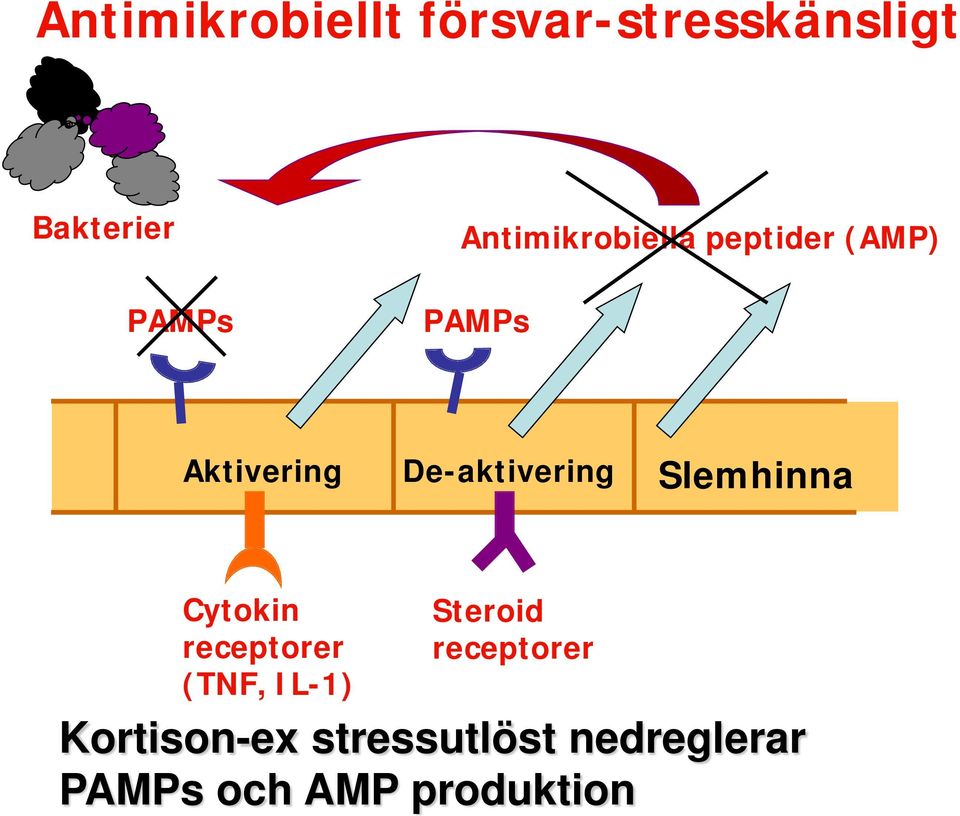 De-aktivering Slemhinna Cytokin receptorer (TNF, IL-1) Steroid