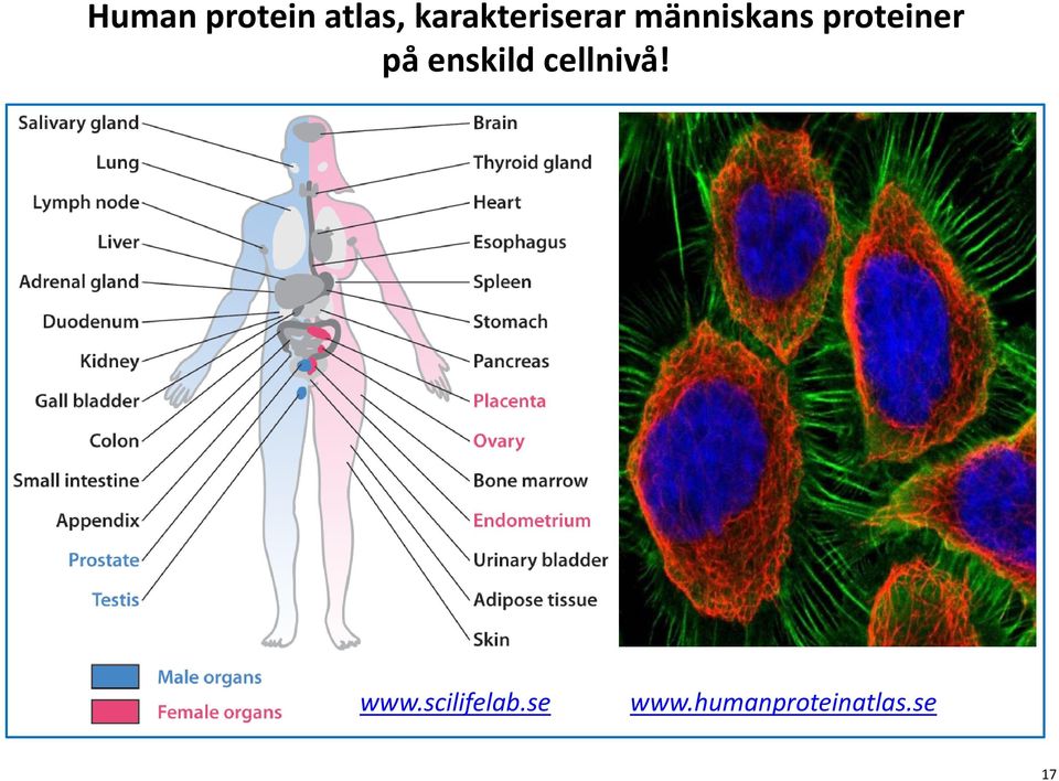 proteiner på enskild cellnivå!