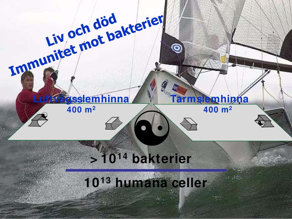 Tarmslemhinna  >10