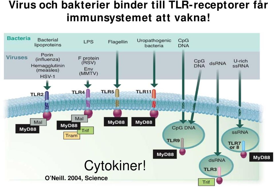 immunsystemet att vakna!
