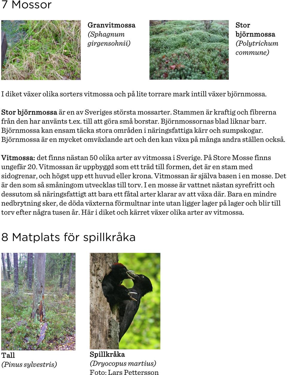 Björnmossa kan ensam täcka stora områden i näringsfattiga kärr och sumpskogar. Björnmossa är en mycket omväxlande art och den kan växa på många andra ställen också.