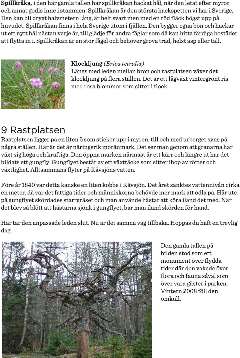 Den bygger egna bon och hackar ut ett nytt hål nästan varje år, till glädje för andra fåglar som då kan hitta färdiga bostäder att flytta in i.