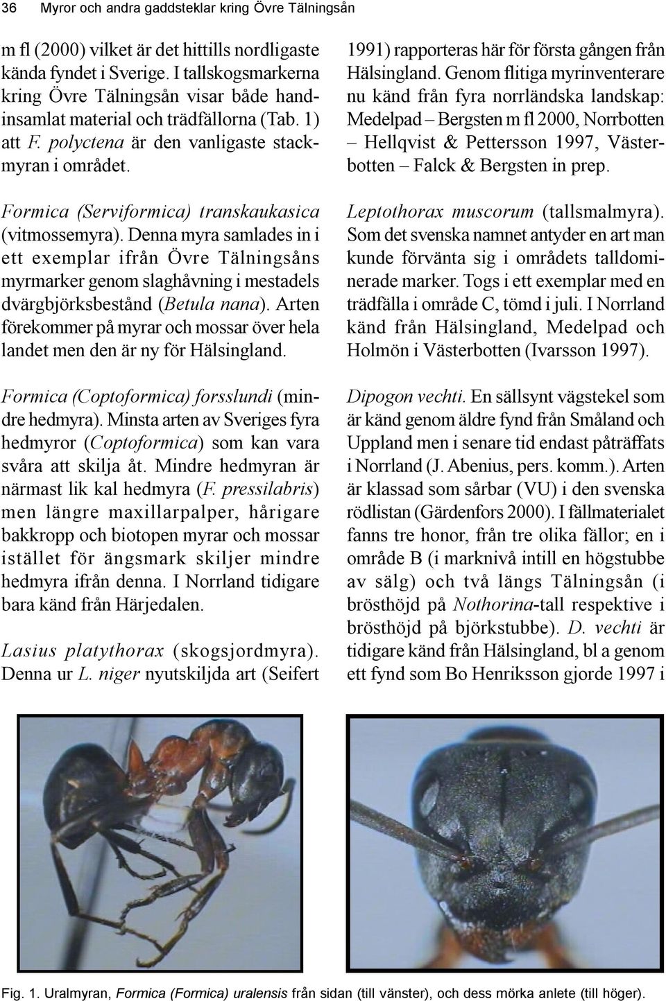 Formica (Serviformica) transkaukasica (vitmossemyra). Denna myra samlades in i ett eemplar ifrån Övre Tälningsåns myrmarker genom slaghåvning i mestadels dvärgbjörksbestånd (Betula nana).
