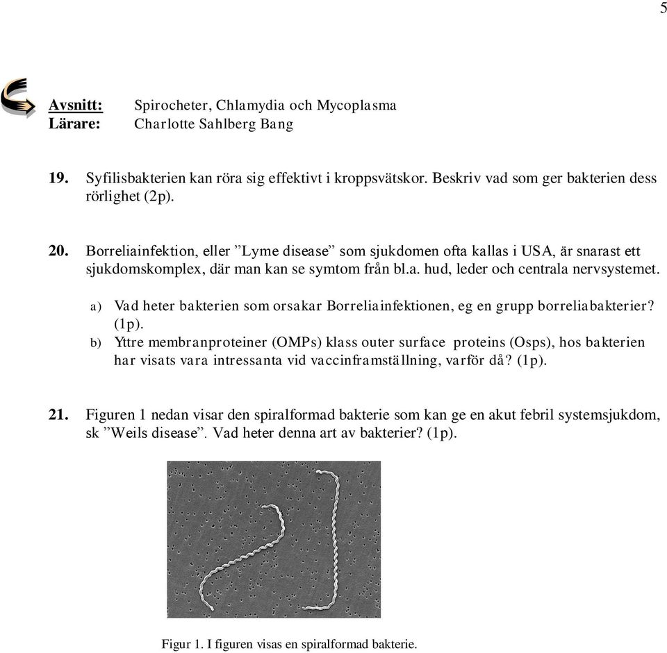 a) Vad heter bakterien som orsakar Borreliainfektionen, eg en grupp borreliabakterier? (1p).