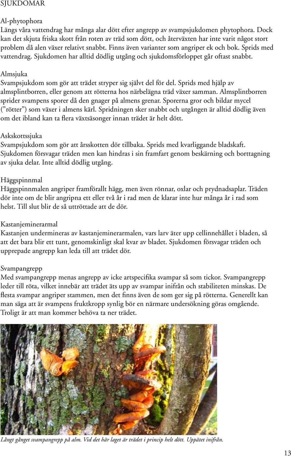 Sprids med vattendrag. Sjukdomen har alltid dödlig utgång och sjukdomsförloppet går oftast snabbt. Almsjuka Svampsjukdom som gör att trädet stryper sig självt del för del.