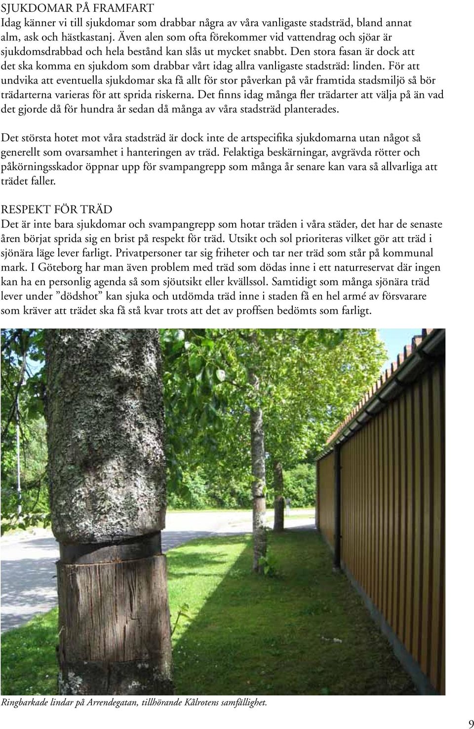 Den stora fasan är dock att det ska komma en sjukdom som drabbar vårt idag allra vanligaste stadsträd: linden.