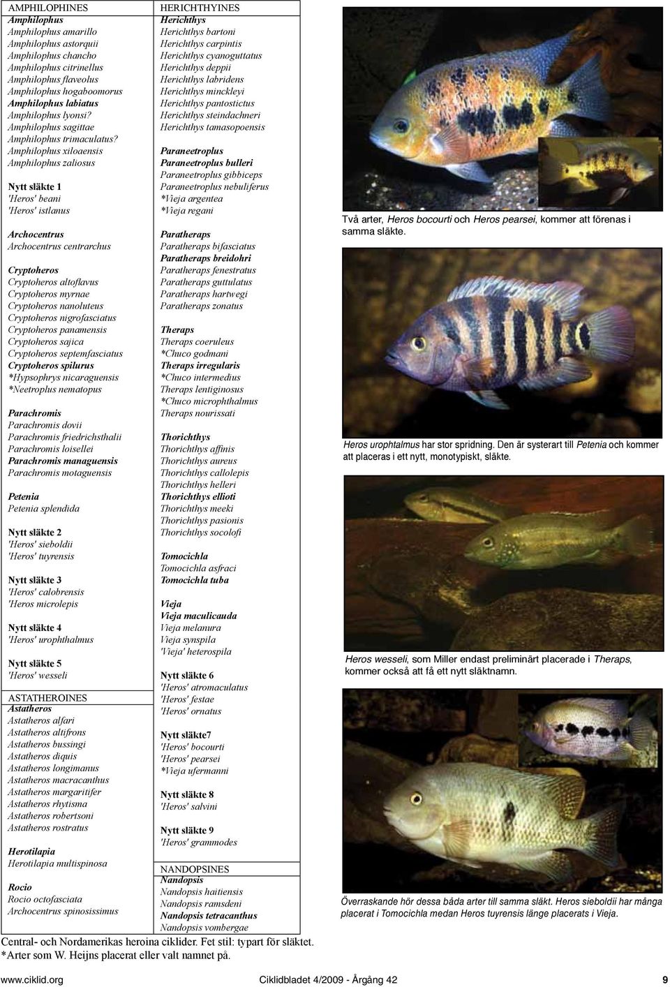 Amphilophus xiloaensis Amphilophus zaliosus Nytt släkte 1 'Heros' beani 'Heros' istlanus Archocentrus Archocentrus centrarchus Cryptoheros Cryptoheros altoflavus Cryptoheros myrnae Cryptoheros