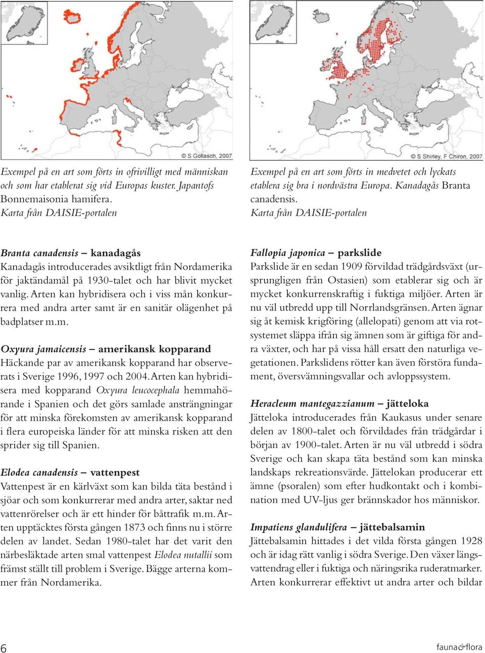 Karta från DAISIE-portalen Branta canadensis kanadagås Kanadagås introducerades avsiktligt från Nordamerika för jaktändamål på 1930-talet och har blivit mycket vanlig.