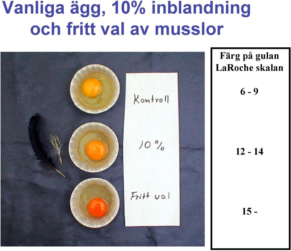 val av musslor Färg på