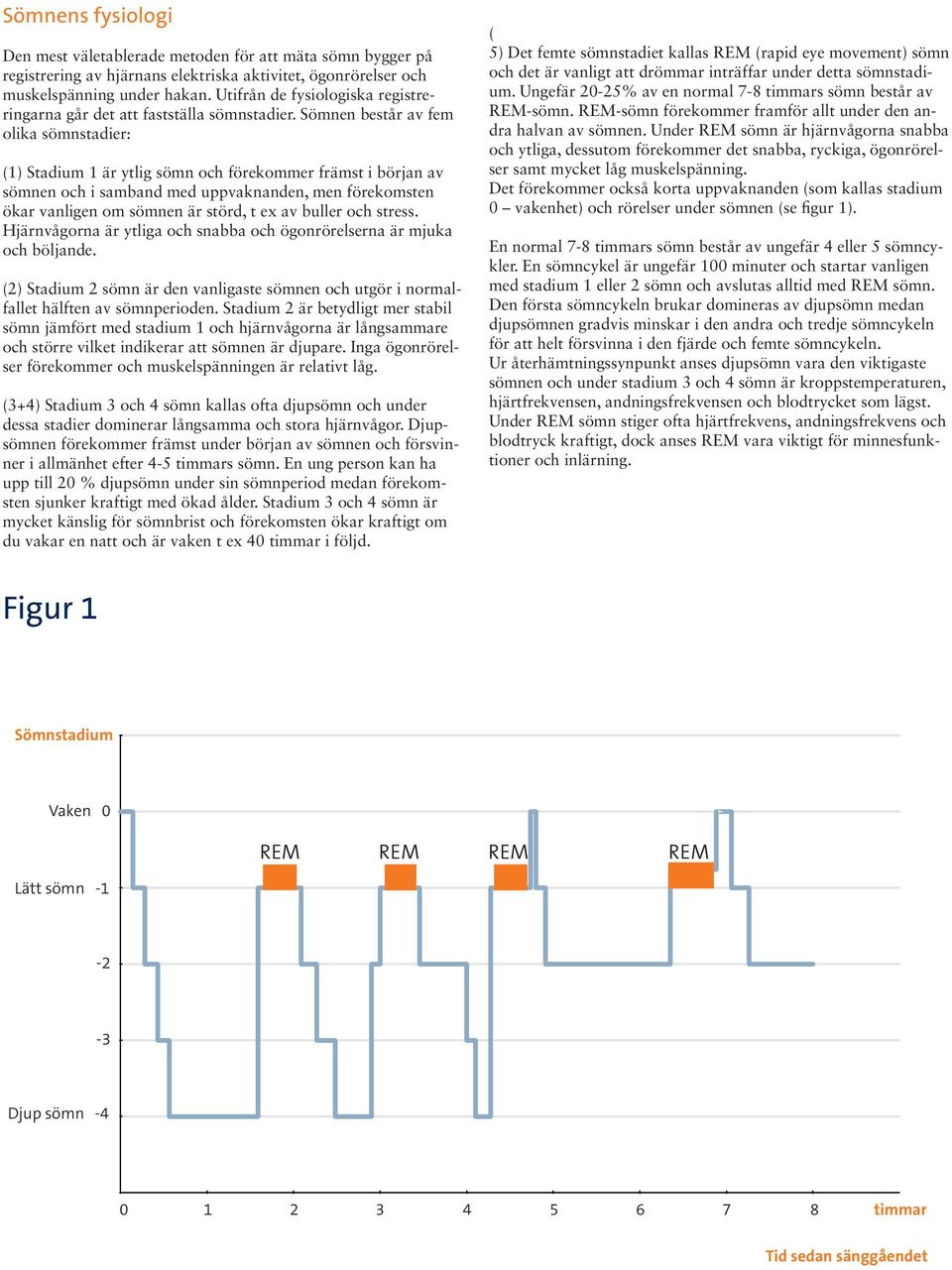 Sömnen består av fem olika sömnstadier: (1) Stadium 1 är ytlig sömn och förekommer främst i början av sömnen och i samband med uppvaknanden, men förekomsten ökar vanligen om sömnen är störd, t ex av