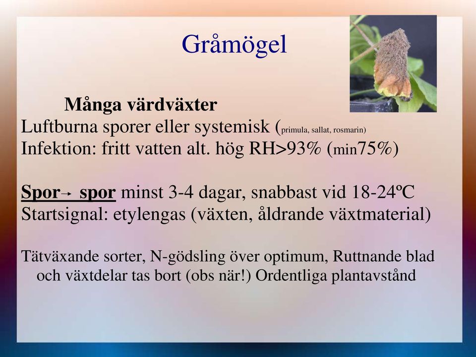 hög RH>93% (min75%) Spor spor minst 3-4 dagar, snabbast vid 18-24ºC Startsignal: