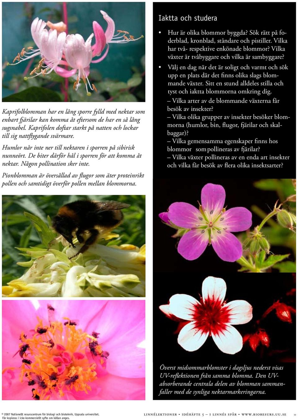 Någon pollination sker inte. Pionblomman är översållad av flugor som äter proteinrikt pollen och samtidigt överför pollen mellan blommorna. Hur är olika blommor byggda?
