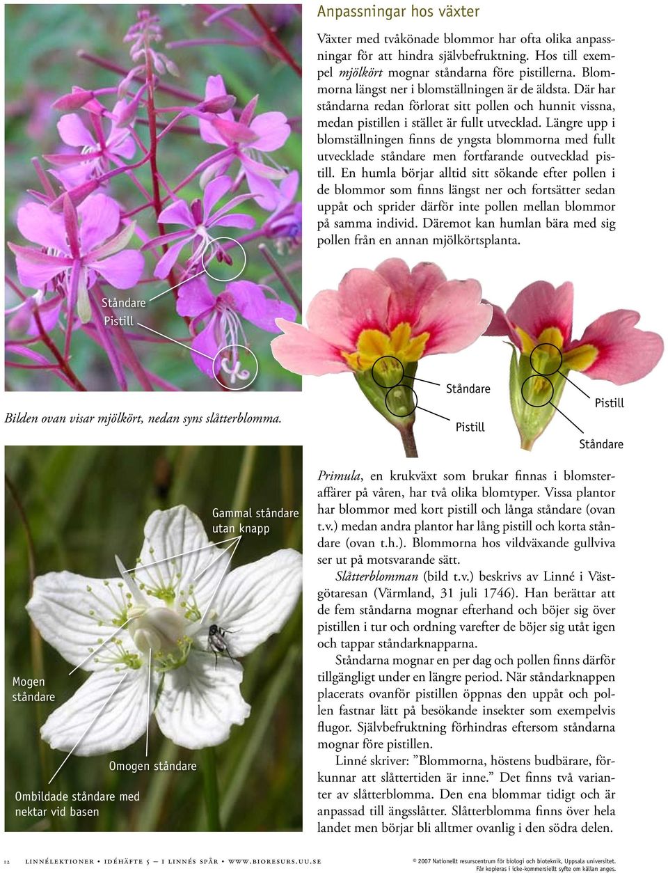 Längre upp i blomställningen finns de yngsta blommorna med fullt utvecklade ståndare men fortfarande outvecklad pistill.