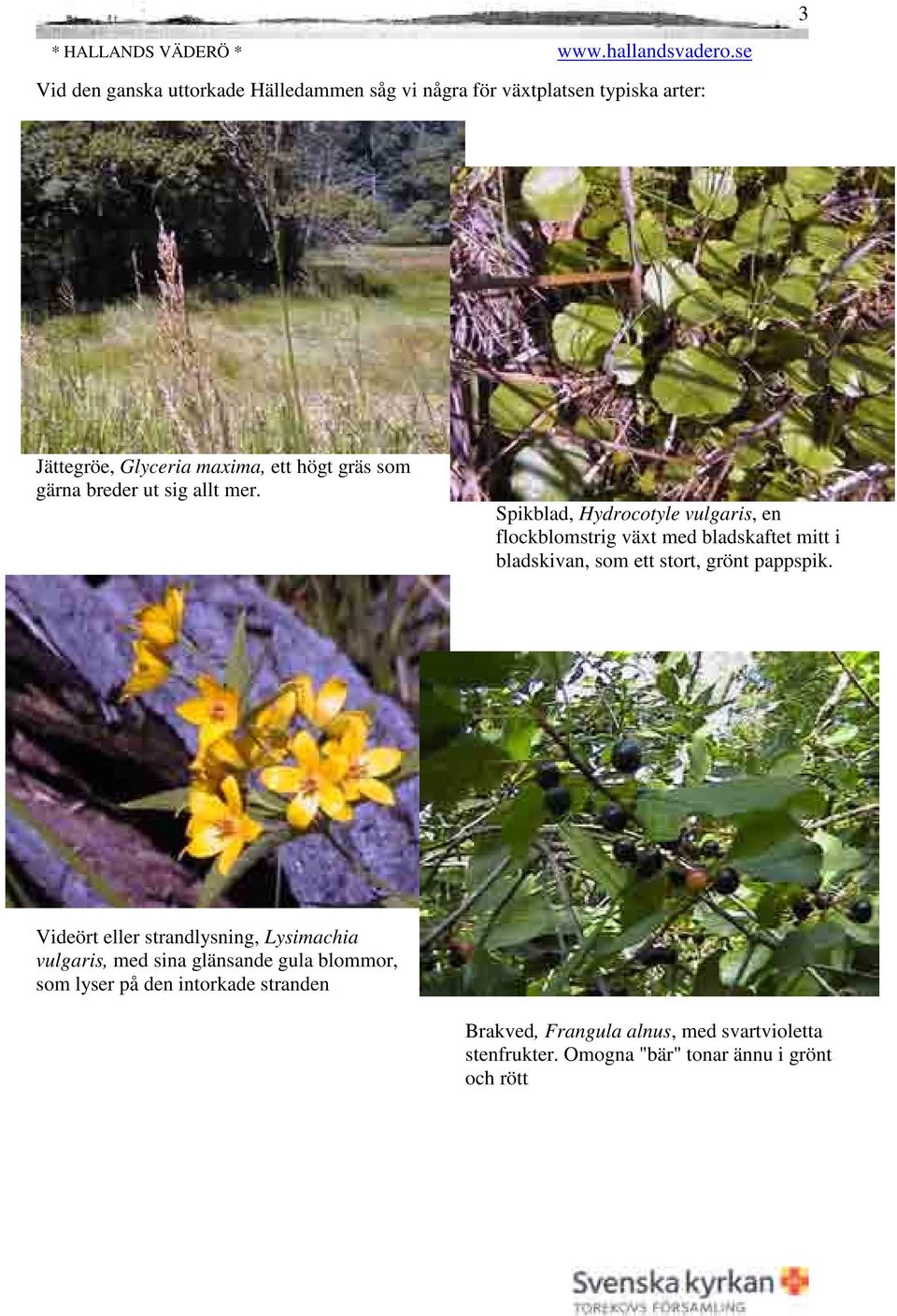 Spikblad, Hydrocotyle vulgaris, en flockblomstrig växt med bladskaftet mitt i bladskivan, som ett stort, grönt pappspik.