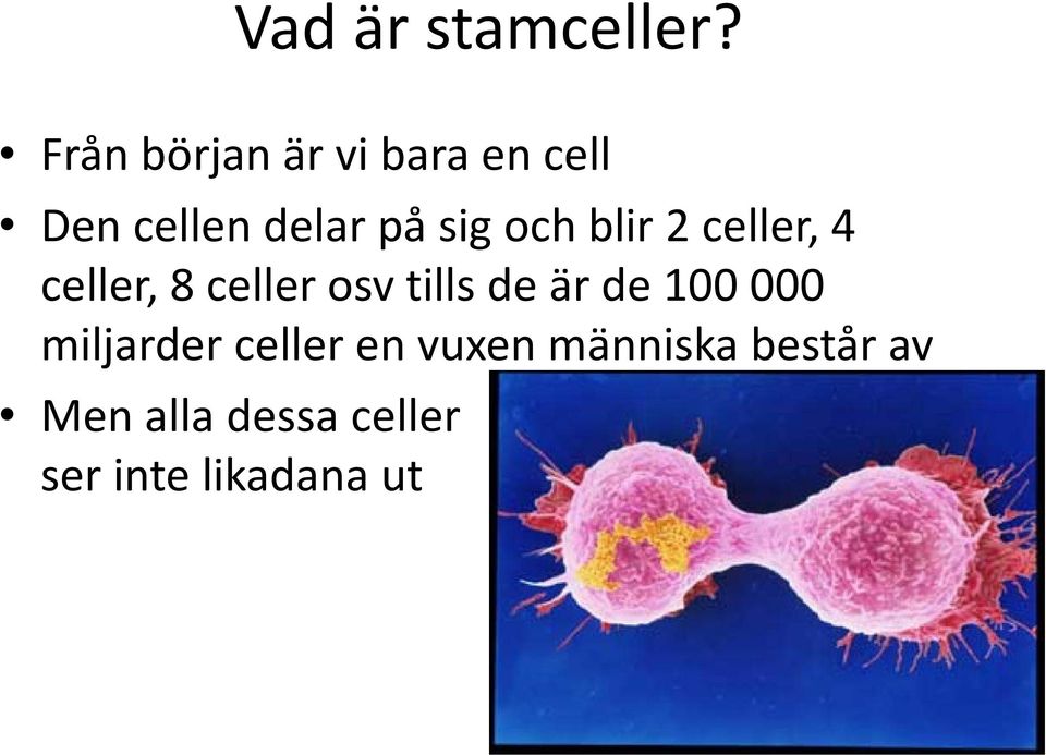 och blir 2 celler, 4 celler, 8 celler osv tills de är de