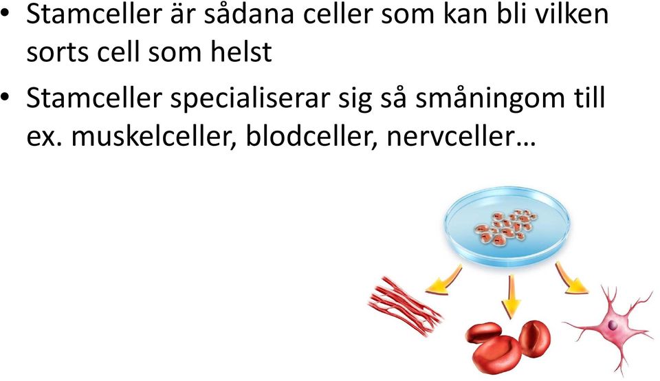 Stamceller specialiserar sig så