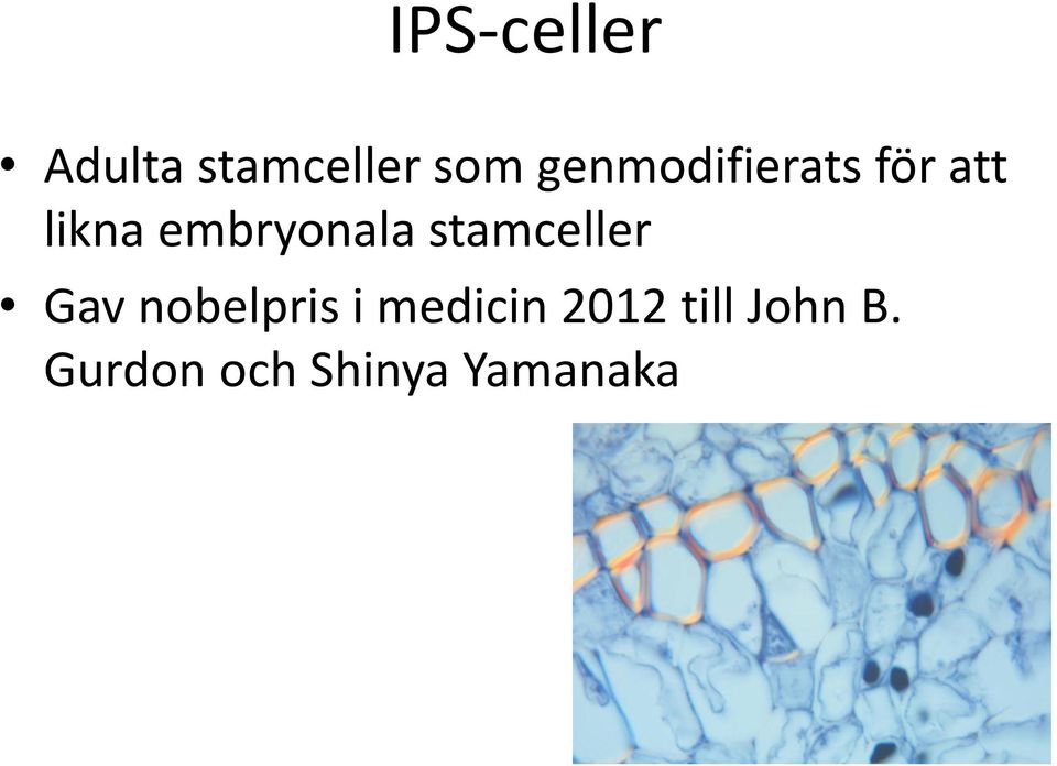 embryonala stamceller Gav nobelpris i