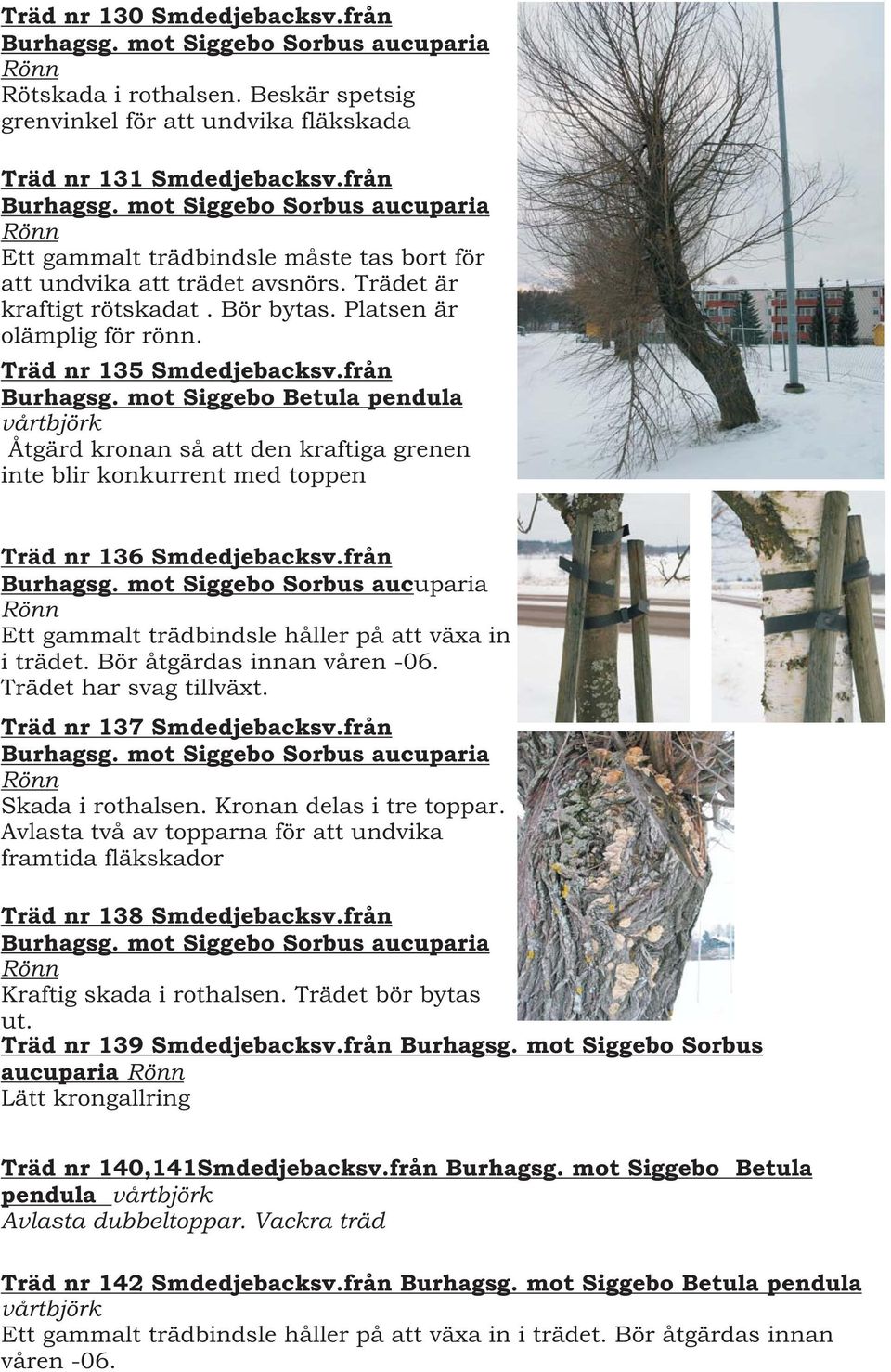 mot Siggebo Betula pendula vårtbjörk Åtgärd kronan så att den kraftiga grenen inte blir konkurrent med toppen Träd nr 136 Smdedjebacksv.från Burhagsg.