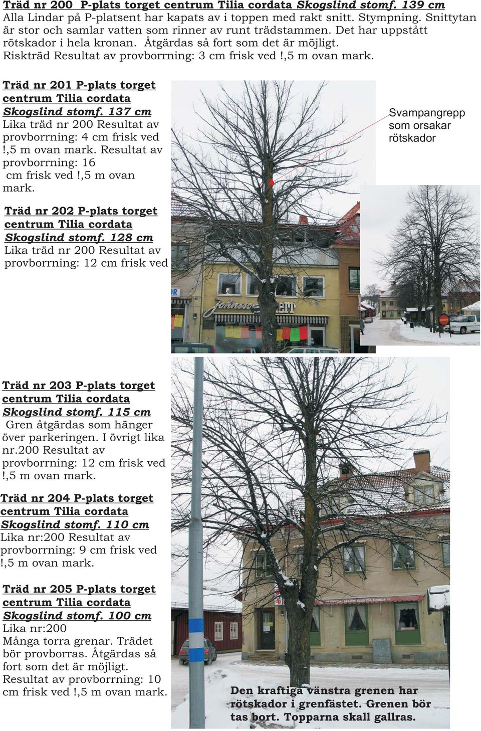 ,5 m ovan mark. Träd nr 201 P-plats torget centrum Tilia cordata Skogslind stomf. 137 cm Lika träd nr 200 Resultat av provborrning: 4 cm frisk ved!,5 m ovan mark. Resultat av provborrning: 16 cm frisk ved!