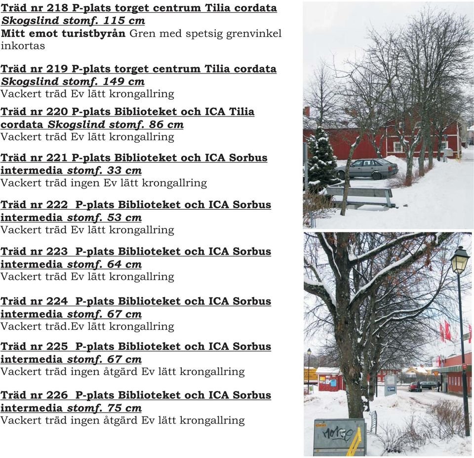 86 cm Vackert träd Ev lätt krongallring Träd nr 221 P-plats Biblioteket och ICA Sorbus intermedia stomf.