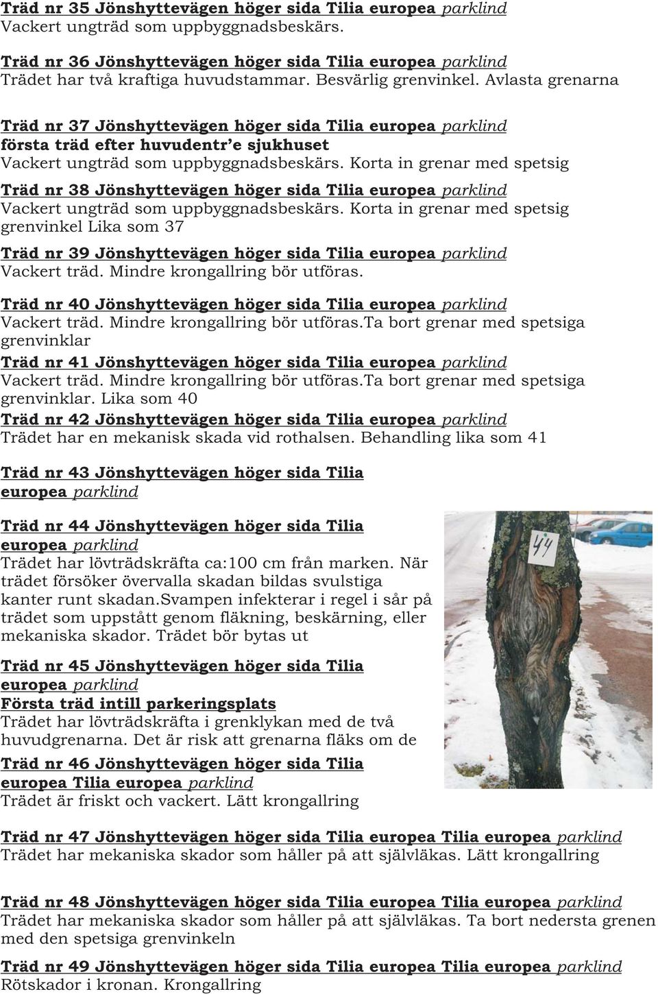 Korta in grenar med spetsig Träd nr 38 Jönshyttevägen höger sida Tilia europea parklind Vackert ungträd som uppbyggnadsbeskärs.