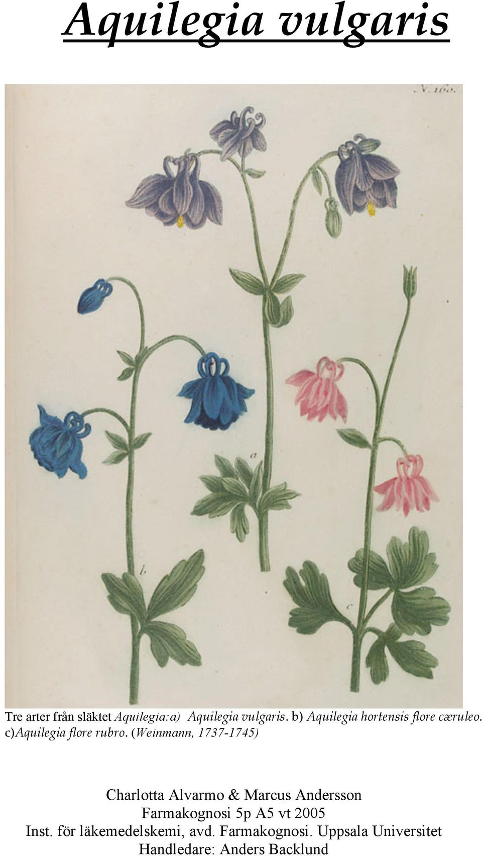 (Weinmann, 1737-1745) Charlotta Alvarmo & Marcus Andersson Farmakognosi 5p A5