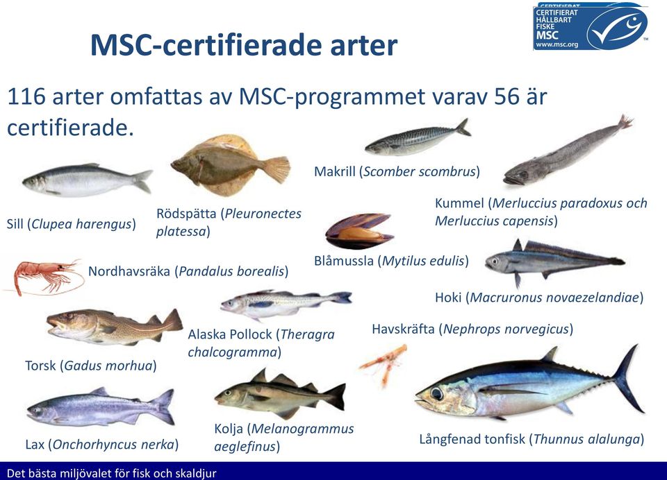 capensis) Nordhavsräka (Pandalus borealis) Blåmussla (Mytilus edulis) Hoki (Macruronus novaezelandiae) Torsk (Gadus morhua) Alaska