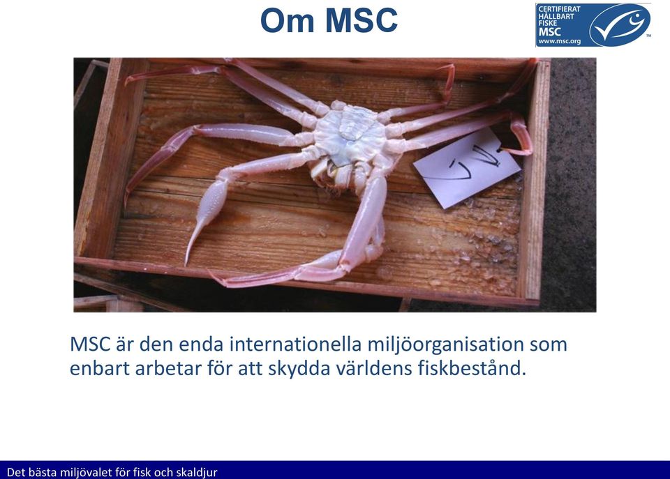 internationella miljöorganisation som