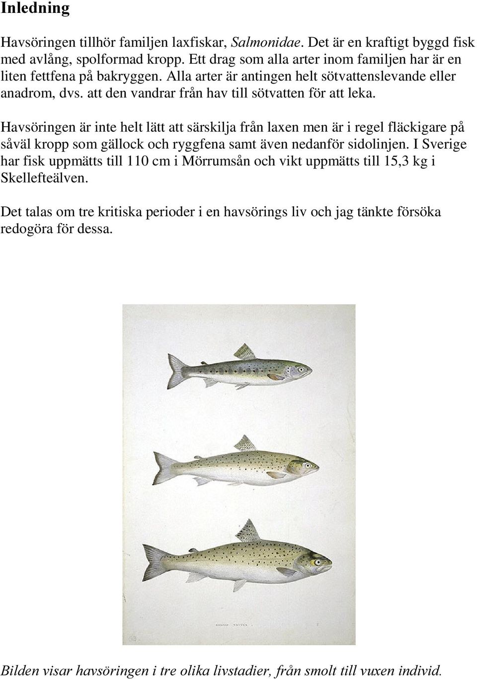 att den vandrar från hav till sötvatten för att leka.