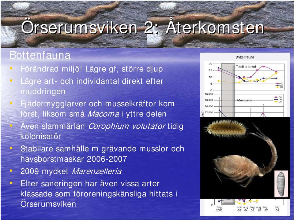 först, liksom små Macoma i yttre delen Även slammärlan Corophium volutator tidig kolonisatör Stabilare samhälle