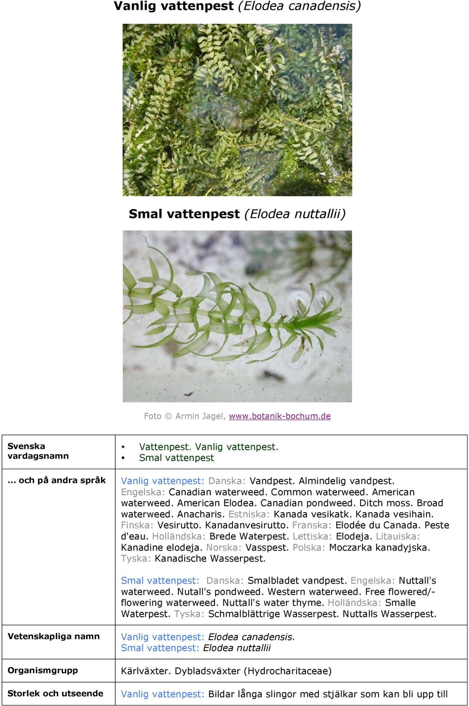 Broad waterweed. Anacharis. Estniska: Kanada vesikatk. Kanada vesihain. Finska: Vesirutto. Kanadanvesirutto. Franska: Elodée du Canada. Peste d'eau. Holländska: Brede Waterpest. Lettiska: Elodeja.