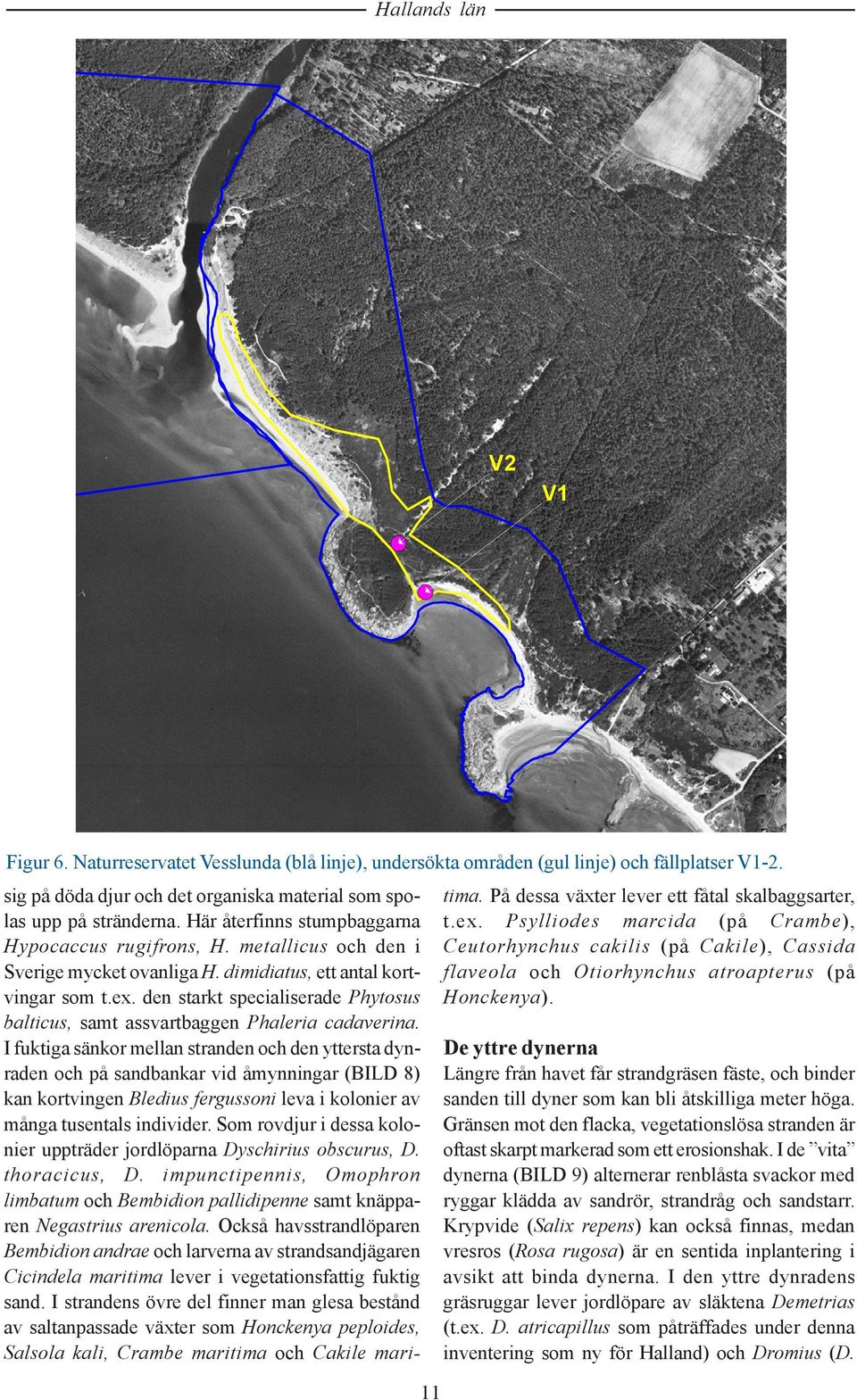 den starkt specialiserade Phytosus balticus, samt assvartbaggen Phaleria cadaverina.