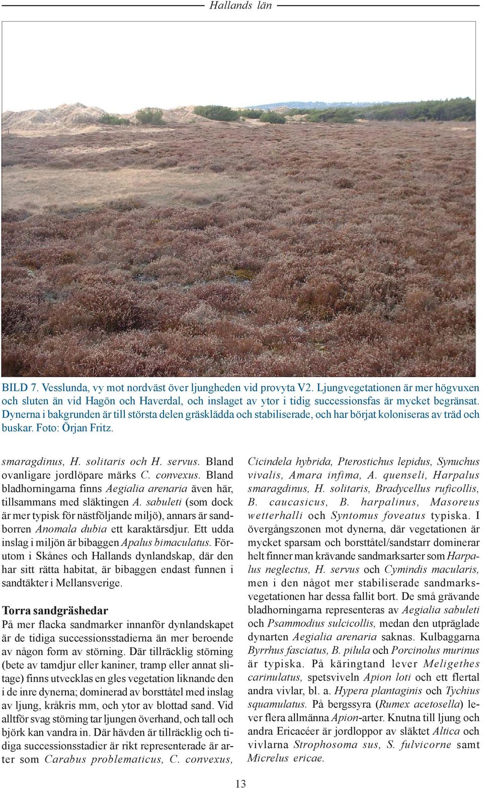 Dynerna i bakgrunden är till största delen gräsklädda och stabiliserade, och har börjat koloniseras av träd och buskar. Foto: Örjan Fritz. smaragdinus, H. solitaris och H. servus.