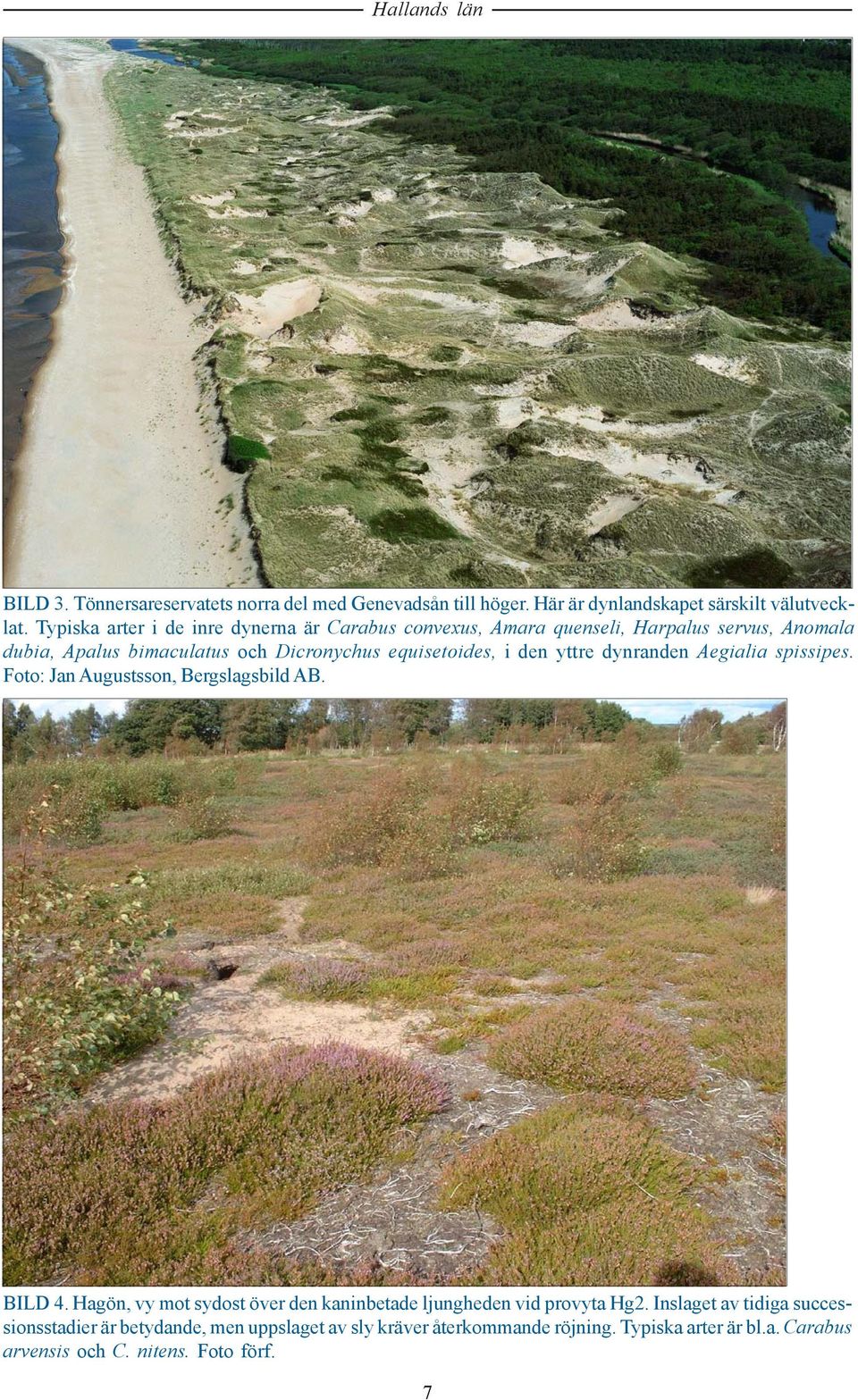 i den yttre dynranden Aegialia spissipes. Foto: Jan Augustsson, Bergslagsbild AB. BILD 4.