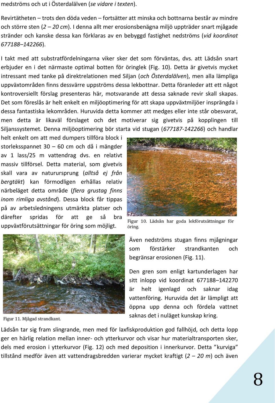 I takt med att substratfördelningarna viker sker det som förväntas, dvs. att Lädsån snart erbjuder en i det närmaste optimal botten för öringlek (Fig. 10).