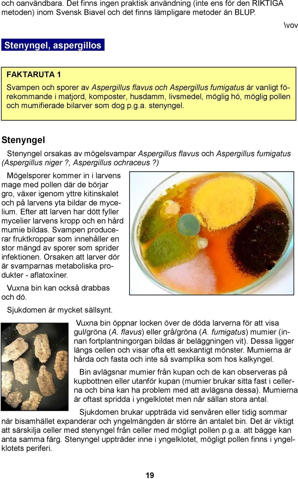 dog p.g.a. stenyngel. Stenyngel Stenyngel orsakas av mögelsvampar Aspergillus flavus och Aspergillus fumigatus (Aspergillus niger?, Aspergillus ochraceus?