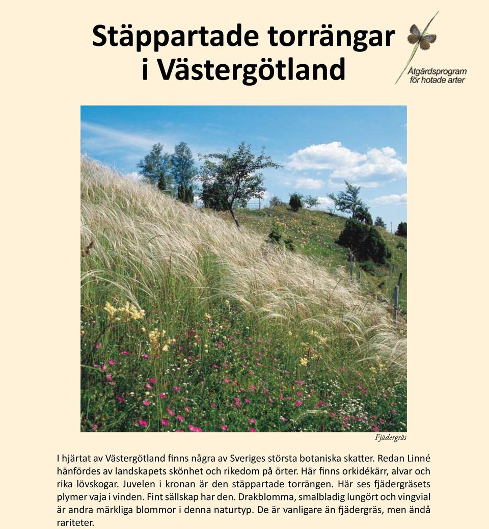 Juvelen i kronan är den stäppartade torrängen. Här ses fjädergräsets plymer vaja i vinden. Fint sällskap har den.