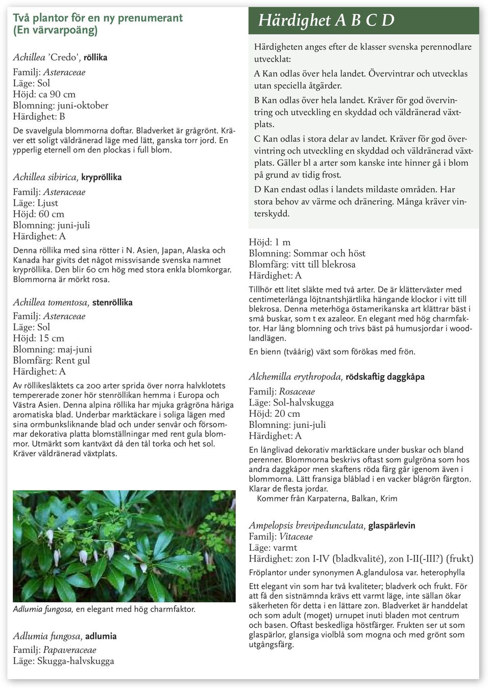 Achillea sibirica, krypröllika Familj: Asteraceae Läge: Ljust Höjd: 60 cm Denna röllika med sina rötter i N.