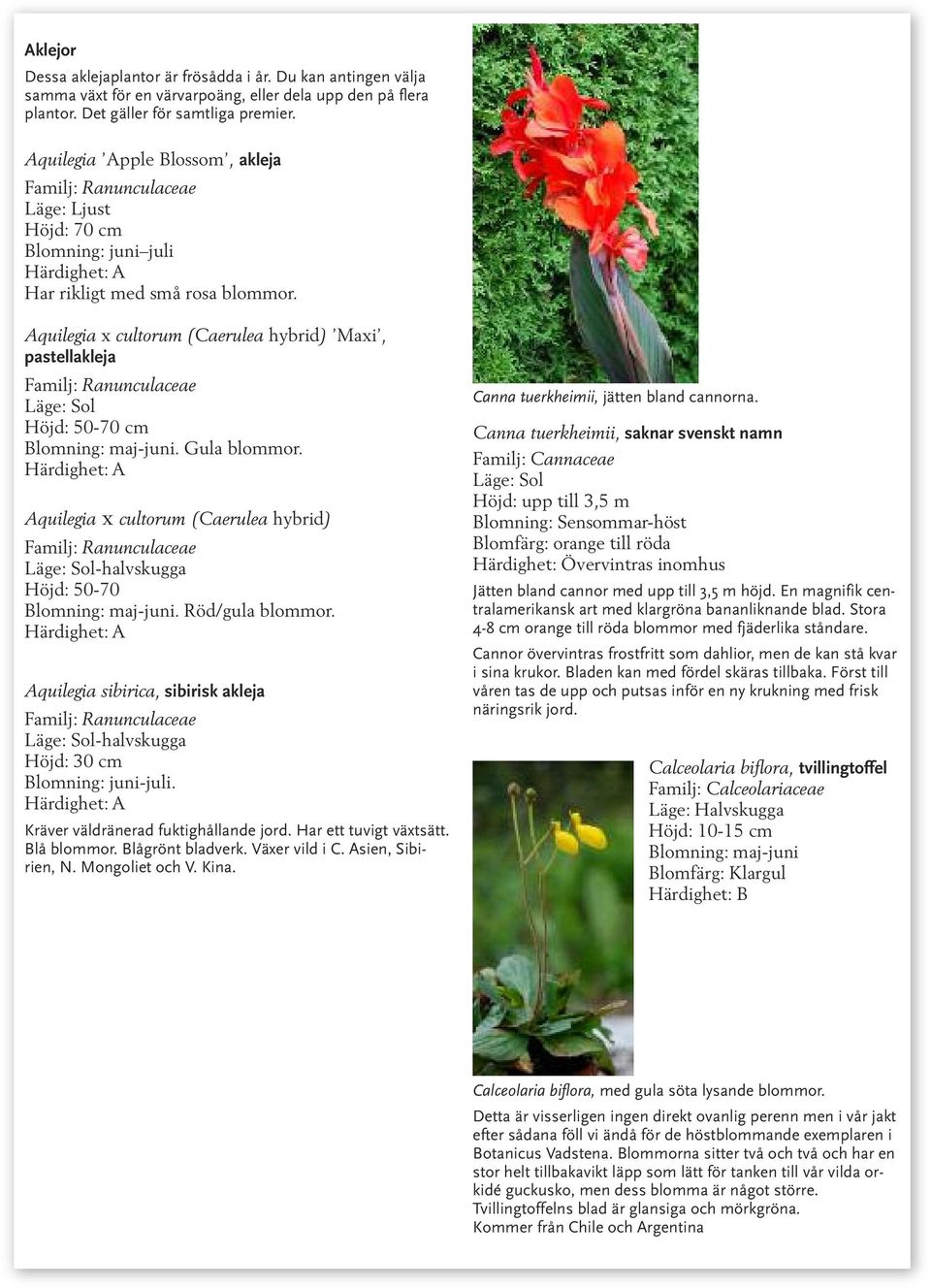 Aquilegia x cultorum (Caerulea hybrid) Maxi, pastellakleja Familj: Ranunculaceae Höjd: 50-70 cm Blomning: maj-juni. Gula blommor.