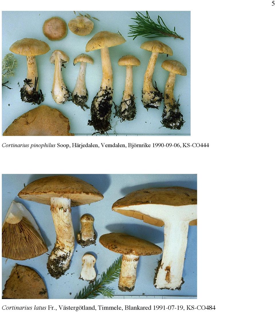 1990-09-06, KS-CO444 Cortinarius latus