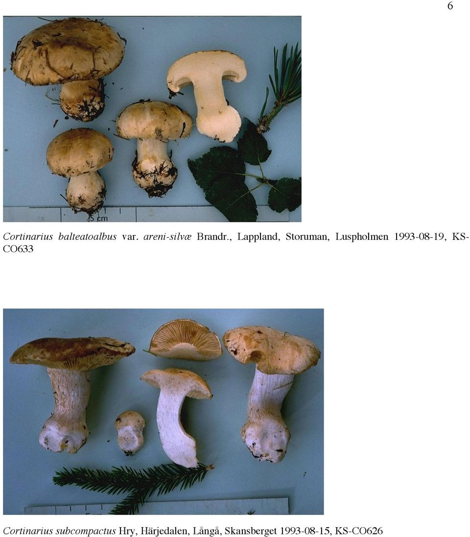 , Lappland, Storuman, Luspholmen 1993-08-19,