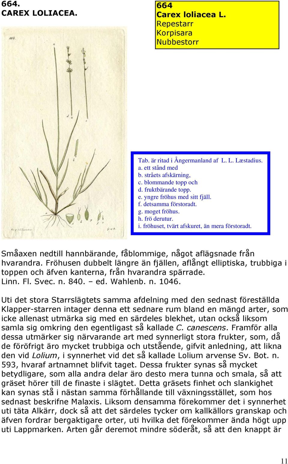 Fröhusen dubbelt längre än fjällen, aflångt elliptiska, trubbiga i toppen och äfven kanterna, från hvarandra spärrade. Linn. Fl. Svec. n. 840. ed. Wahlenb. n. 1046.