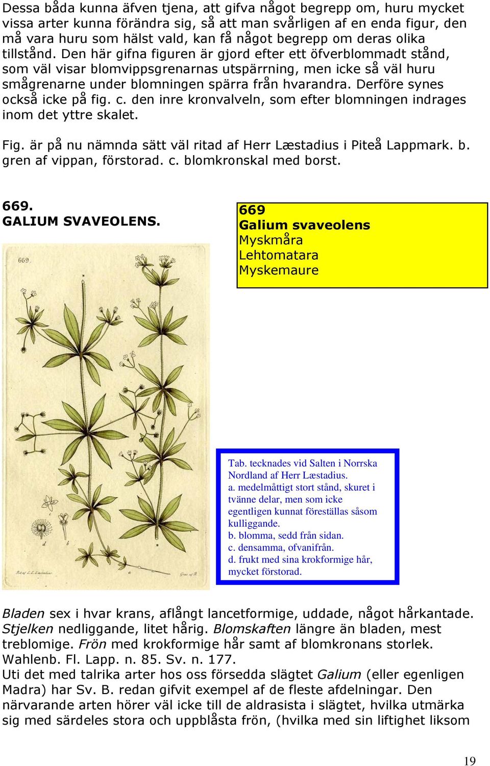 Den här gifna figuren är gjord efter ett öfverblommadt stånd, som väl visar blomvippsgrenarnas utspärrning, men icke så väl huru smågrenarne under blomningen spärra från hvarandra.