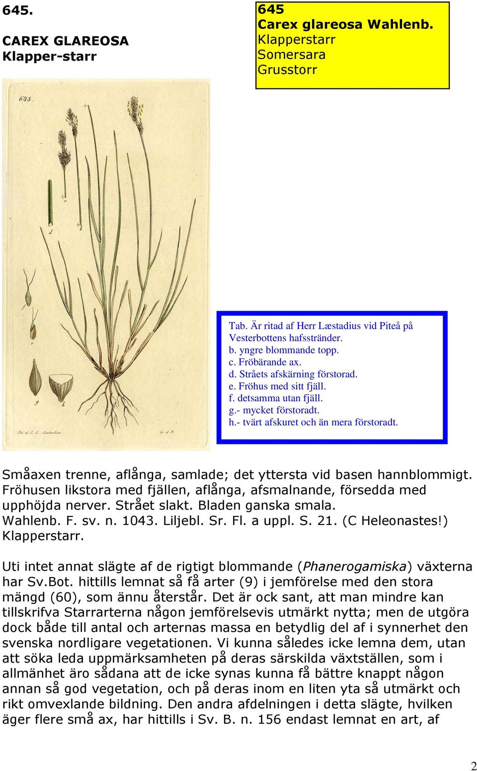Fröhusen likstora med fjällen, aflånga, afsmalnande, försedda med upphöjda nerver. Strået slakt. Bladen ganska smala. Wahlenb. F. sv. n. 1043. Liljebl. Sr. Fl. a uppl. S. 21. (C Heleonastes!