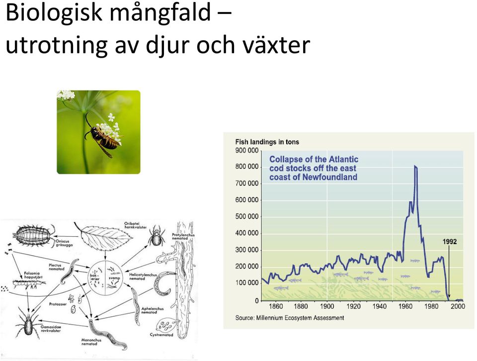 utrotning