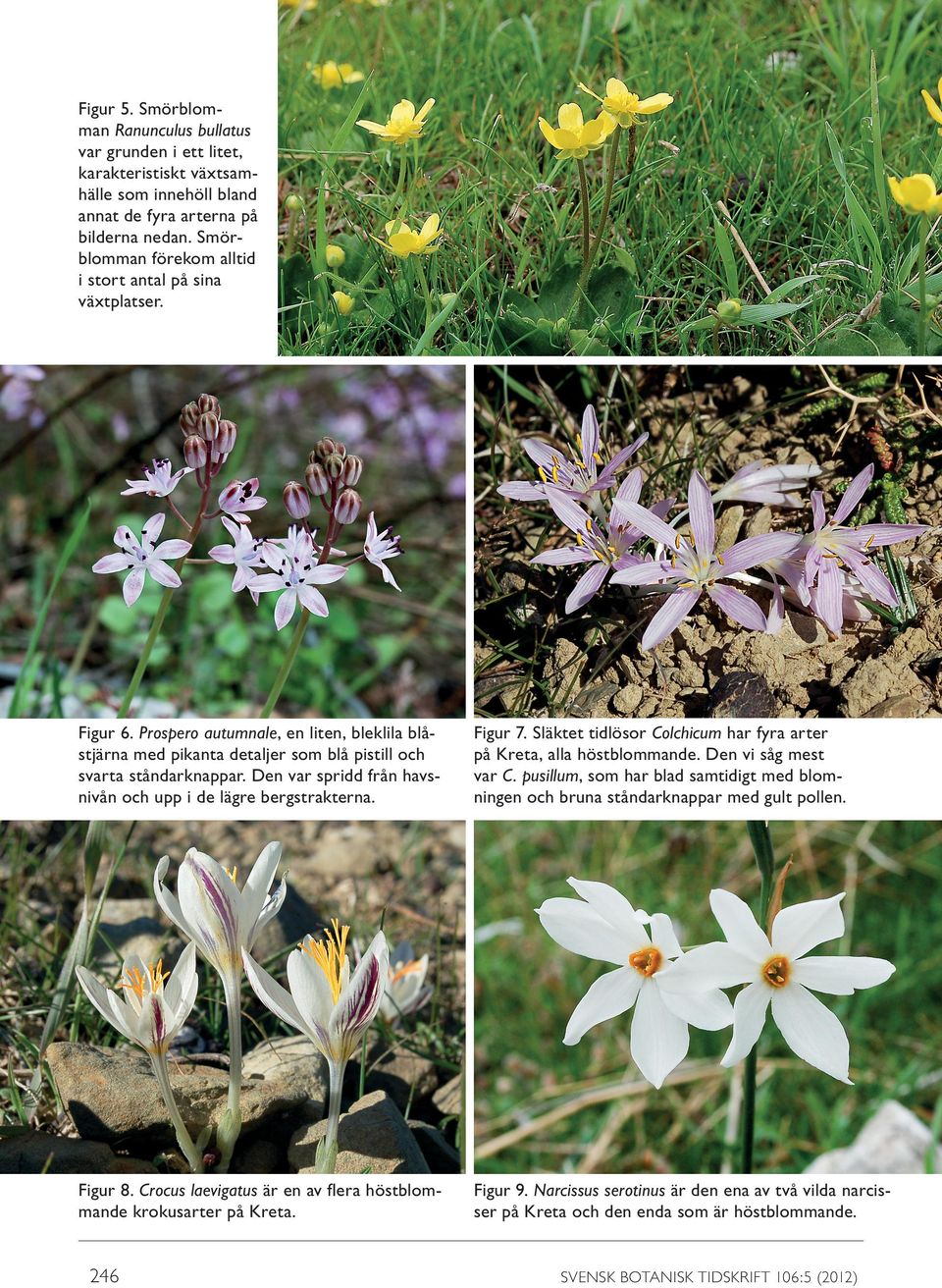 Den var spridd från havs nivån och upp i de lägre bergstrakterna. Figur 7. Släktet tidlösor Colchicum har fyra arter på Kreta, alla höstblommande. Den vi såg mest var C.