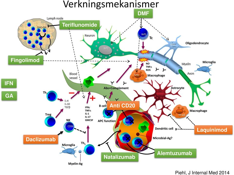 IL-10 TGFβ NK CD56 Microglia Th 1 IFNγ TNFα IL-1 IL-17 GMCSF B cell CD20 APC function Anti CD20 CD20 CD52 VLA4 CD52