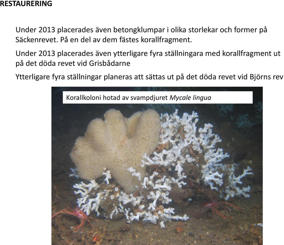 Under 2013 placerades även ytterligare fyra ställningara med korallfragment ut på det döda