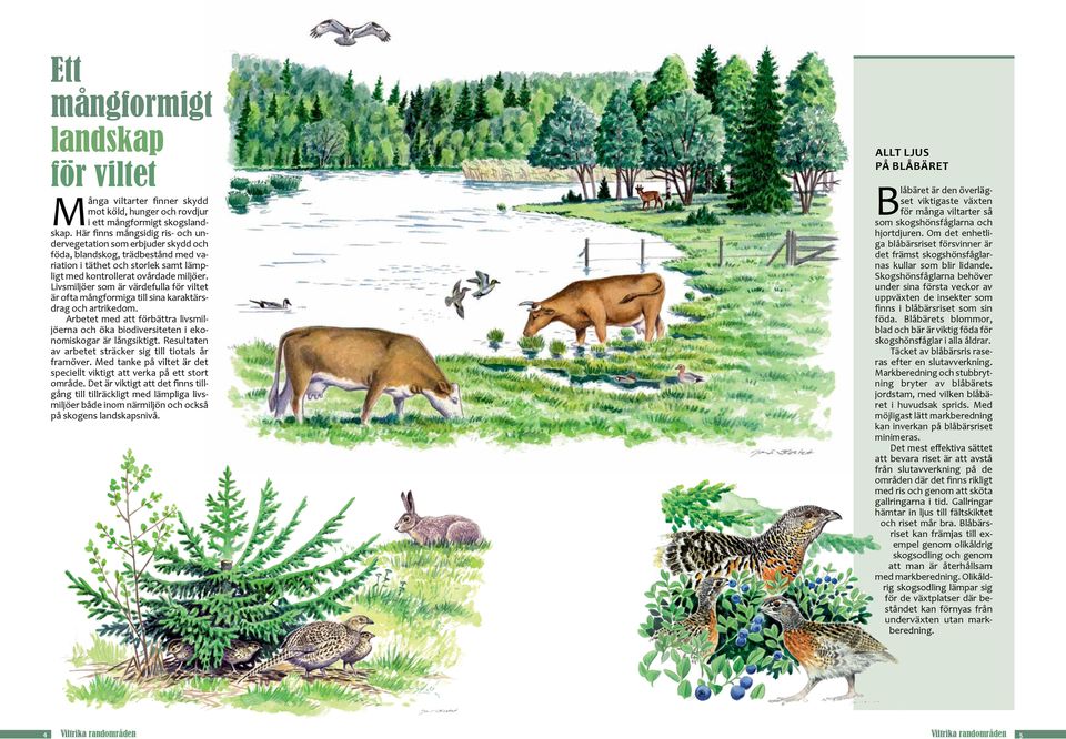 Livsmiljöer som är värdefulla för viltet är ofta mångformiga till sina karaktärsdrag och artrikedom. Arbetet med att förbättra livsmiljöerna och öka biodiversiteten i ekonomiskogar är långsiktigt.
